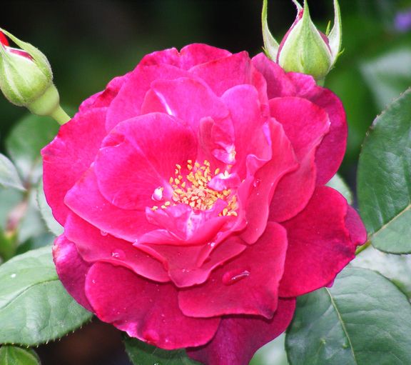 Intrigue photo int2013_07050119_zpsebfaa07e.jpg